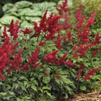 Astilbe - Fanal (Red)